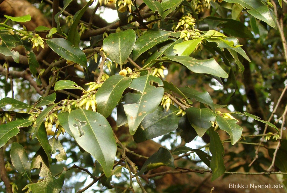 Diospyros oocarpa Thwaites